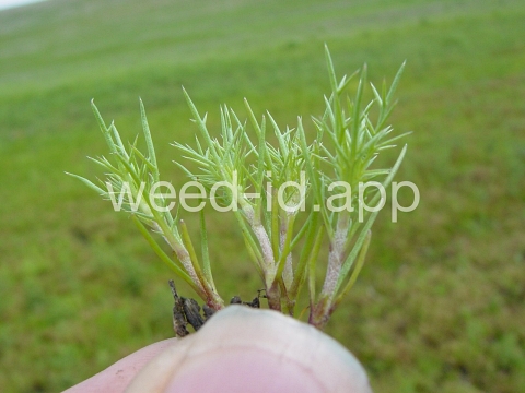 navarretia, needle-leaf